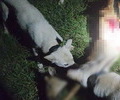 야생동물 잔혹 사냥한 남성 '징역 2년'