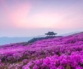 4년 만에 열리는 '산청황매산철쭉제' 개최