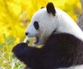 광주, 푸바오 유치 검토 본격화