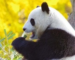 광주, 푸바오 유치 검토 본격화
