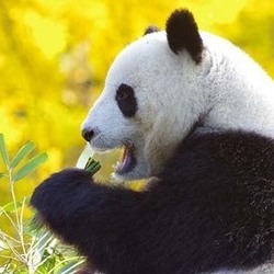 광주, 푸바오 유치 검토 본격화