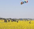 '제3회 영암 월출산 유채꽃 축제' 오는 14일 개막