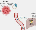 종양 DNA로 암 전이·재발 예방 가능성 확인