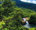 Iriomote Island limits number of visitors to protect wildcat