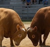 농식품부·동물보호단체, 청도 소싸움 개선 협의체 출범