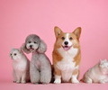 반려동물 350만 시대…고양이 등록 급증
