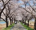 '2024 보은 벚꽃길 축제' 29일 개막