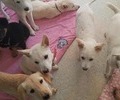 제주 제2동물보호센터 ‘오름센터’ 15일 개관