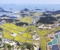  신안 '팔금 섬 유채꽃축제' 개최