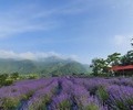 6월은 라벤더 향 따라 힐링 여행!