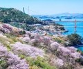 남해대교 개통 50주년 기념 '꽃 피는 남해' 이벤트 개최