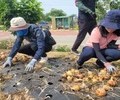 농관원 전남지원, 양파 농가 일손돕기 봉사