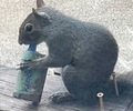 전자담배 문 다람쥐…야생동물 위험 경고