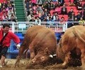 청도군, ‘민속 소싸움대회’ 논란 속 재개 결정