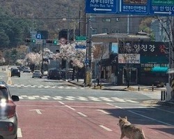 늑구 사태로 본 ‘가짜 동물 이미지’ 경계령