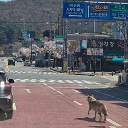늑구 사태로 본 ‘가짜 동물 이미지’ 경계령