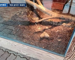 산 채 먹힌 병아리, 구미 동물원 학대 논란 확산