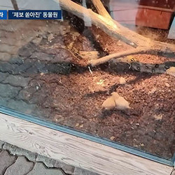 산 채 먹힌 병아리, 구미 동물원 학대 논란 확산