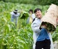 KT&G, 잎담배 수확 봉사활동