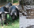 동물학대 논란 '제주 포제' 바뀌나