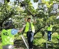 NH투자증권, “농심천심” 실천…의정부 배 농가서 구슬땀